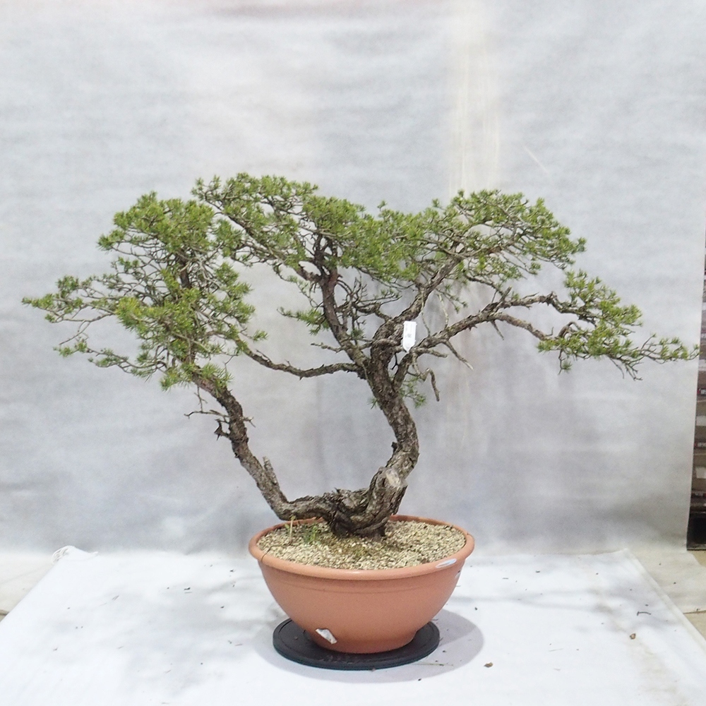 Yamadori - Pinus sylvestris 