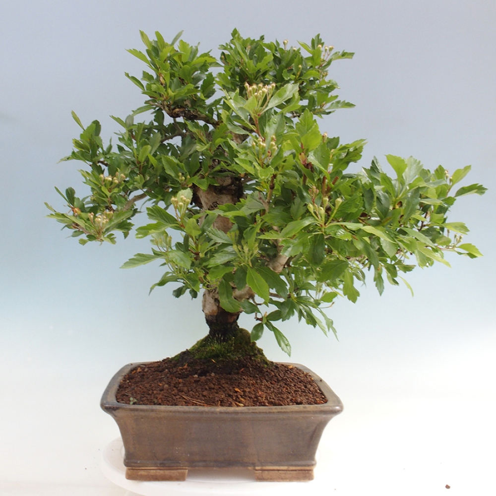 Outdoor bonsai - Hawthorn - Crataegus cuneata