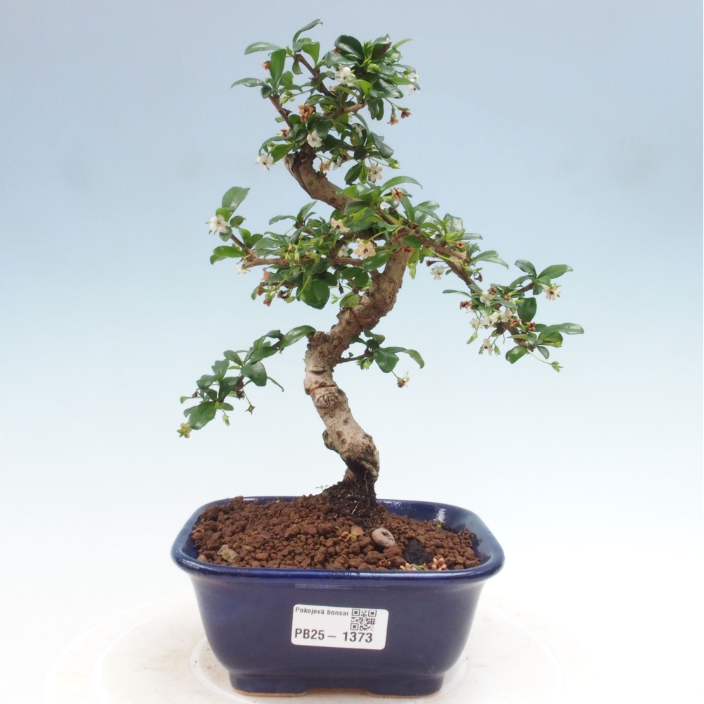 Indoor bonsai - Carmona macrophylla - Fuki tea