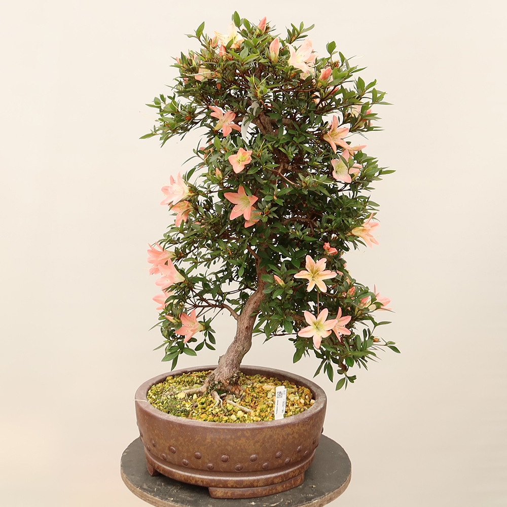 Outdoor bonsai - Japanese azalea - Azalea CHIHIRO