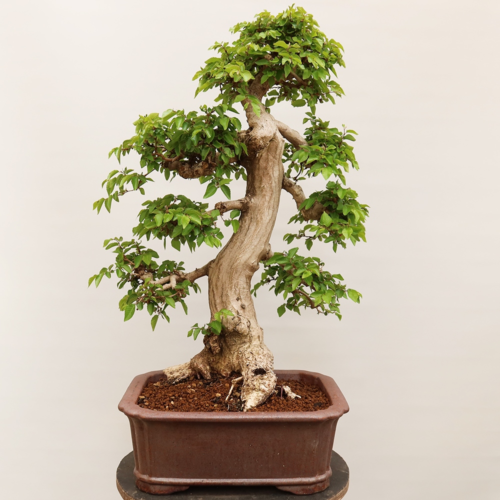 Outdoor bonsai - Carpinus Coreana - Korean hornbeam