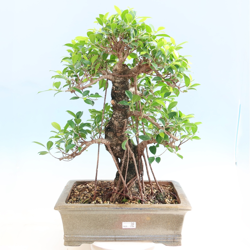 Room bonsai - Ficus kimmen - small-leaved ficus