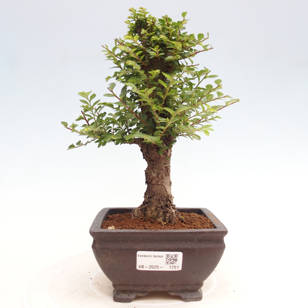Outdoor bonsai - Ulmus parvifolia Hokkaido - Chinese elm