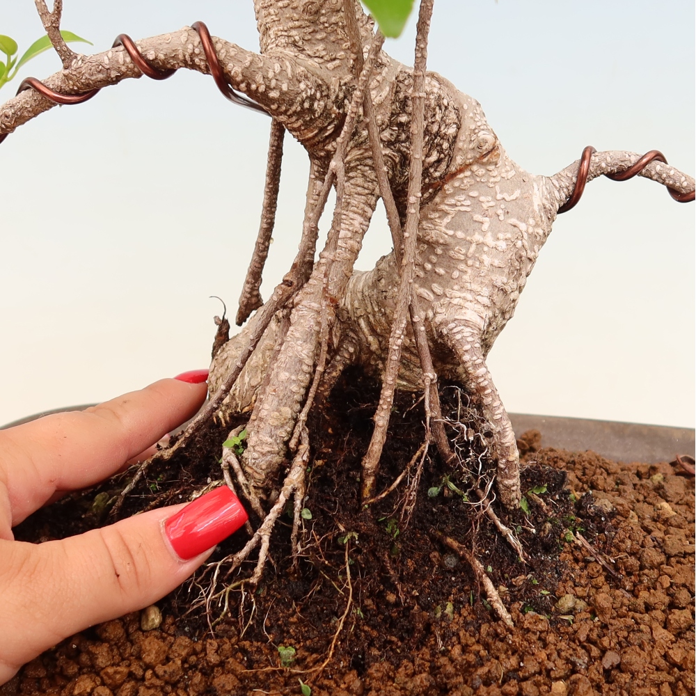 Room bonsai - Ficus kimmen - small-leaved ficus