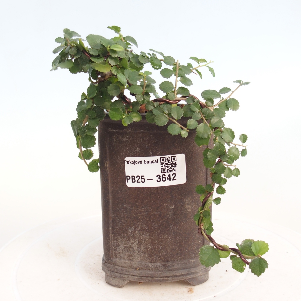 Room bonsai - Grewia sp. - Grewia malafolia