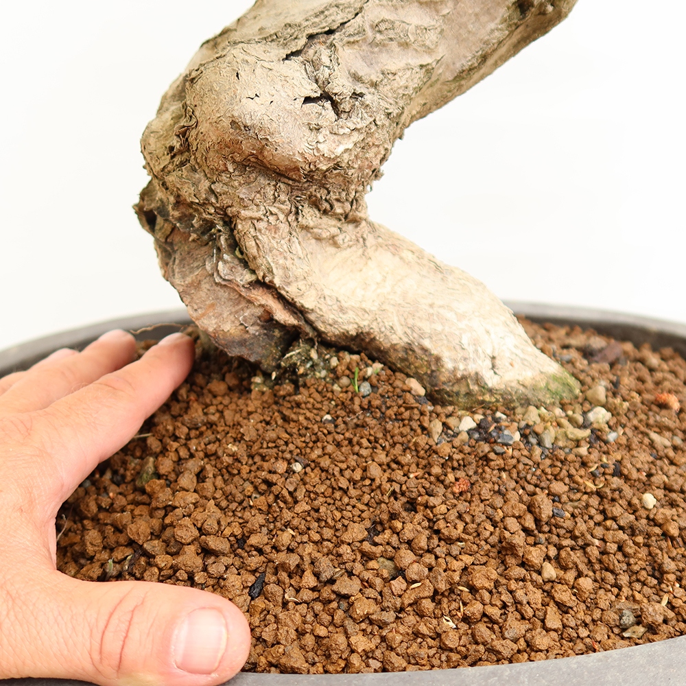 Outdoor bonsai - Carpinus Coreana - Korean hornbeam