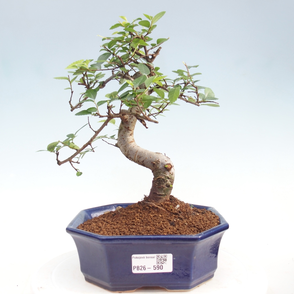 Room bonsai - Ulmus parvifolia - Small-leaved elm