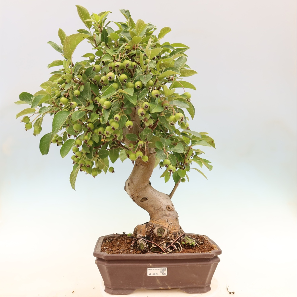 Outdoor bonsai -Malus halliana - Small-fruited apple tree