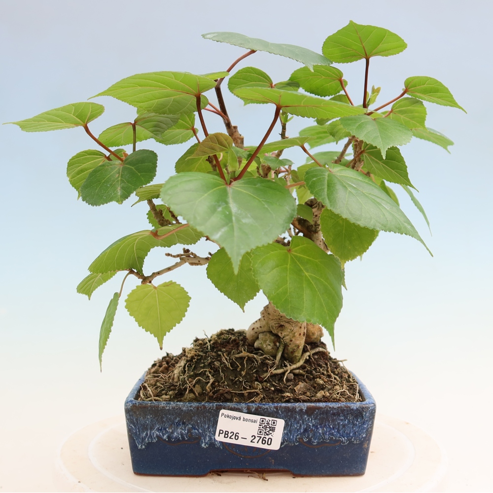 Indoor bonsai - Hibiscus tiliaceus - Sea Hibiscus