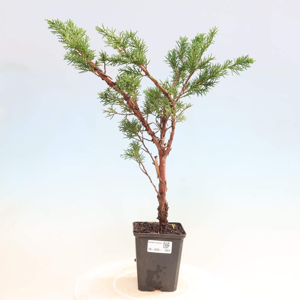 Outdoor bonsai - Juniperus chinensis Kishu