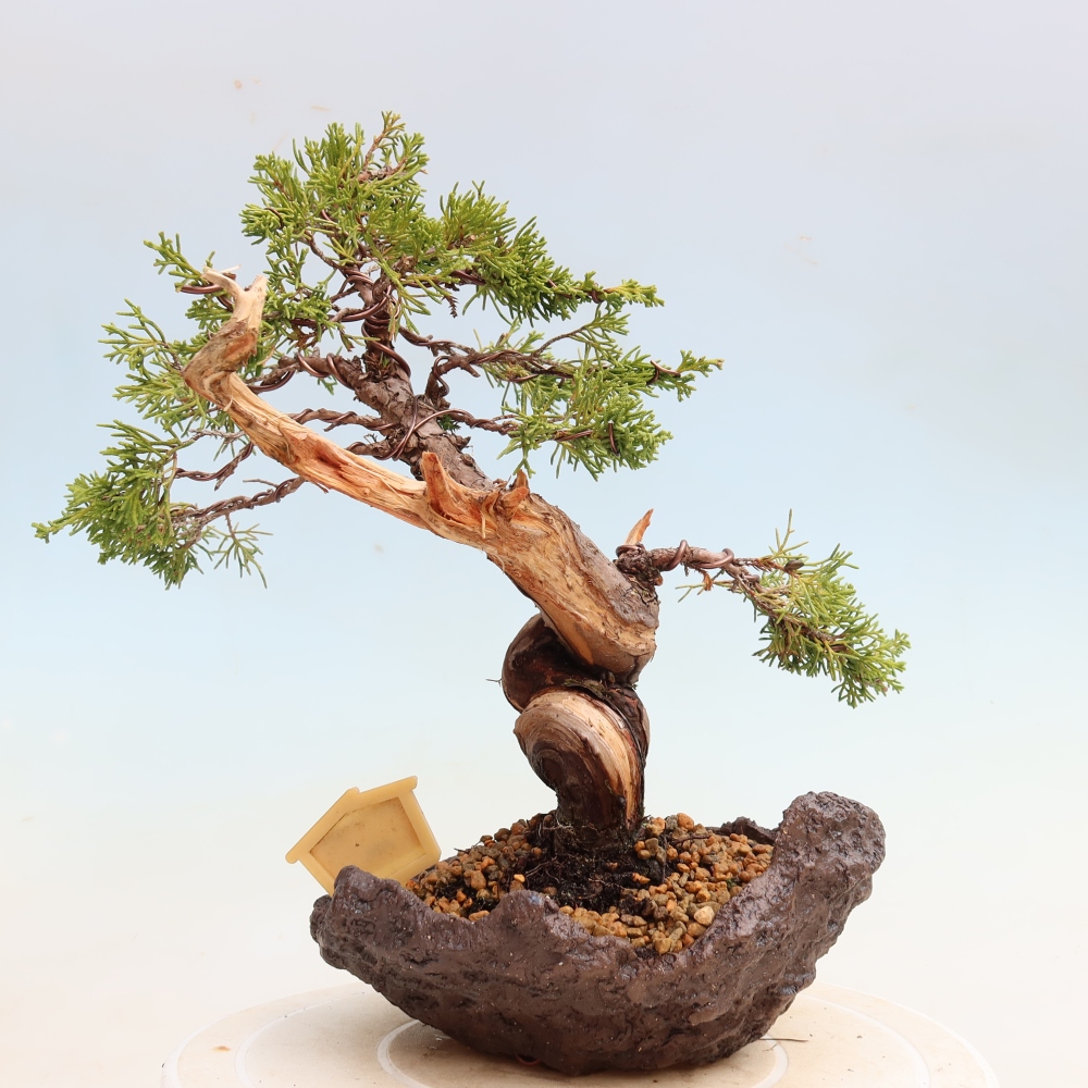 Outdoor Bonsai - Juniperus chinensis Itoigawa - Chinese Juniper