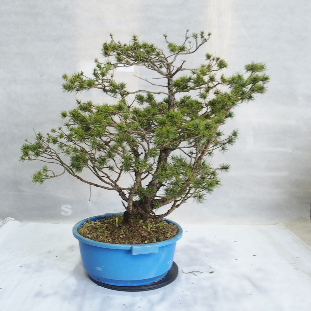 Yamadori - Pinus sylvestris 