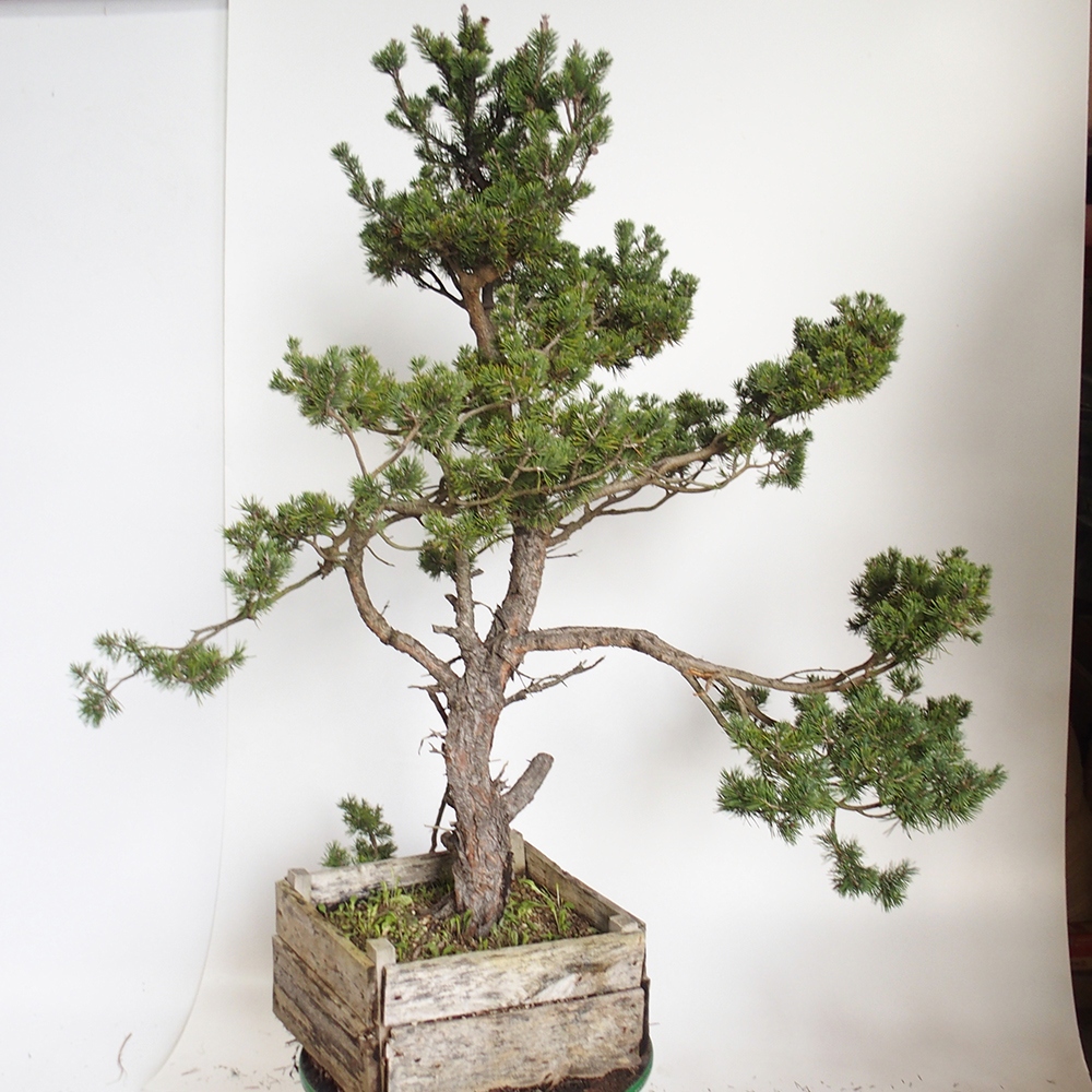 Yamadori - Pinus sylvestris Spain