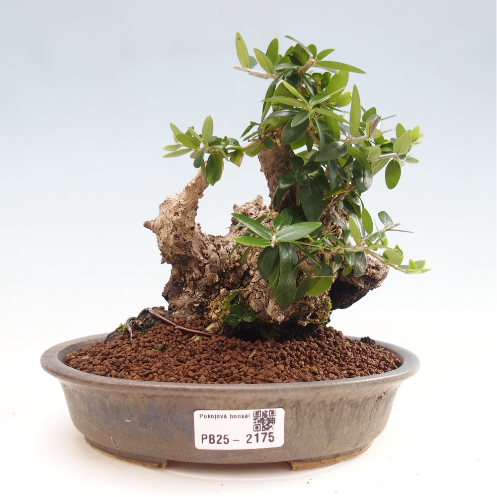 Indoor bonsai - Olea europaea sylvestris - European small-leaved olive oil