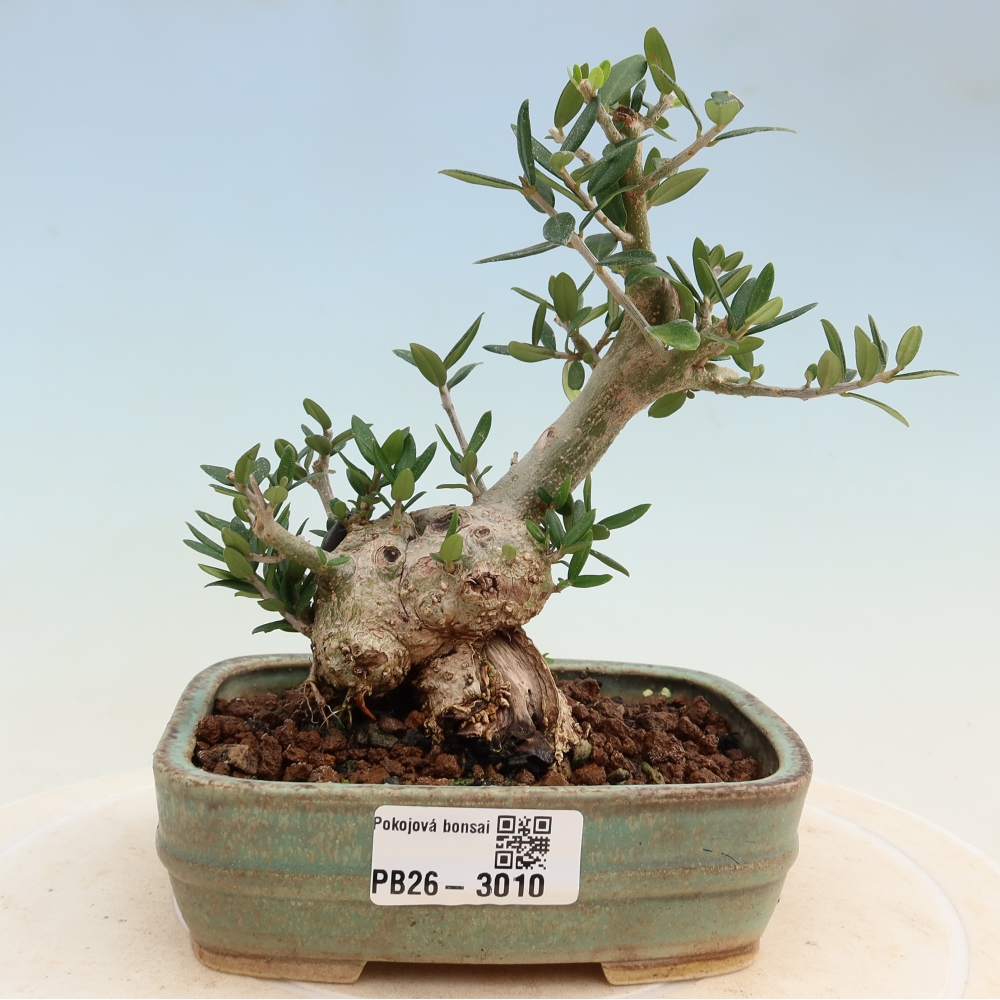 Indoor bonsai - Olea europaea sylvestris