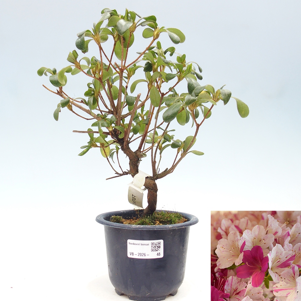 Outdoor bonsai - Japanese azalea - Azalea Kaminoyamakirin
