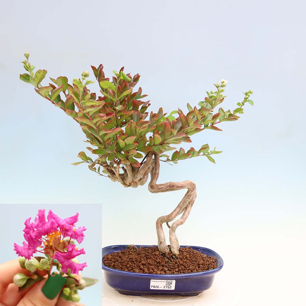 Indoor Bonsai - Lagerstroemia indica - Indian Lilac