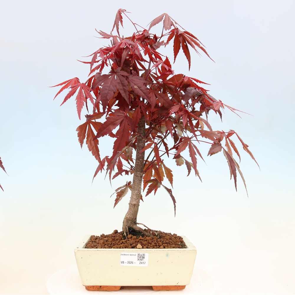 Outdoor bonsai - Acer palm. Atropurpureum-Javor palmate