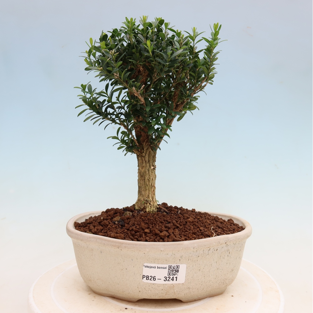 Room bonsai - Buxus harlandii - cork buxus