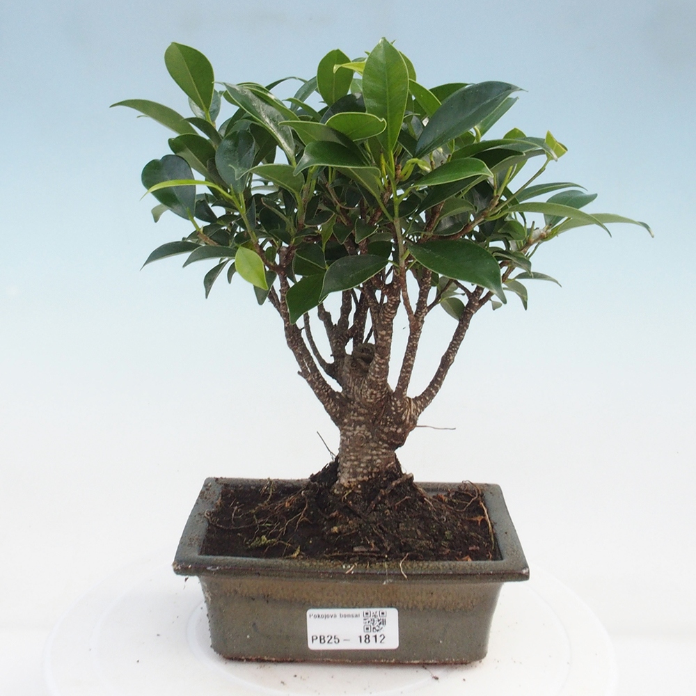 Indoor bonsai - Ficus retusa - small-leaved ficus