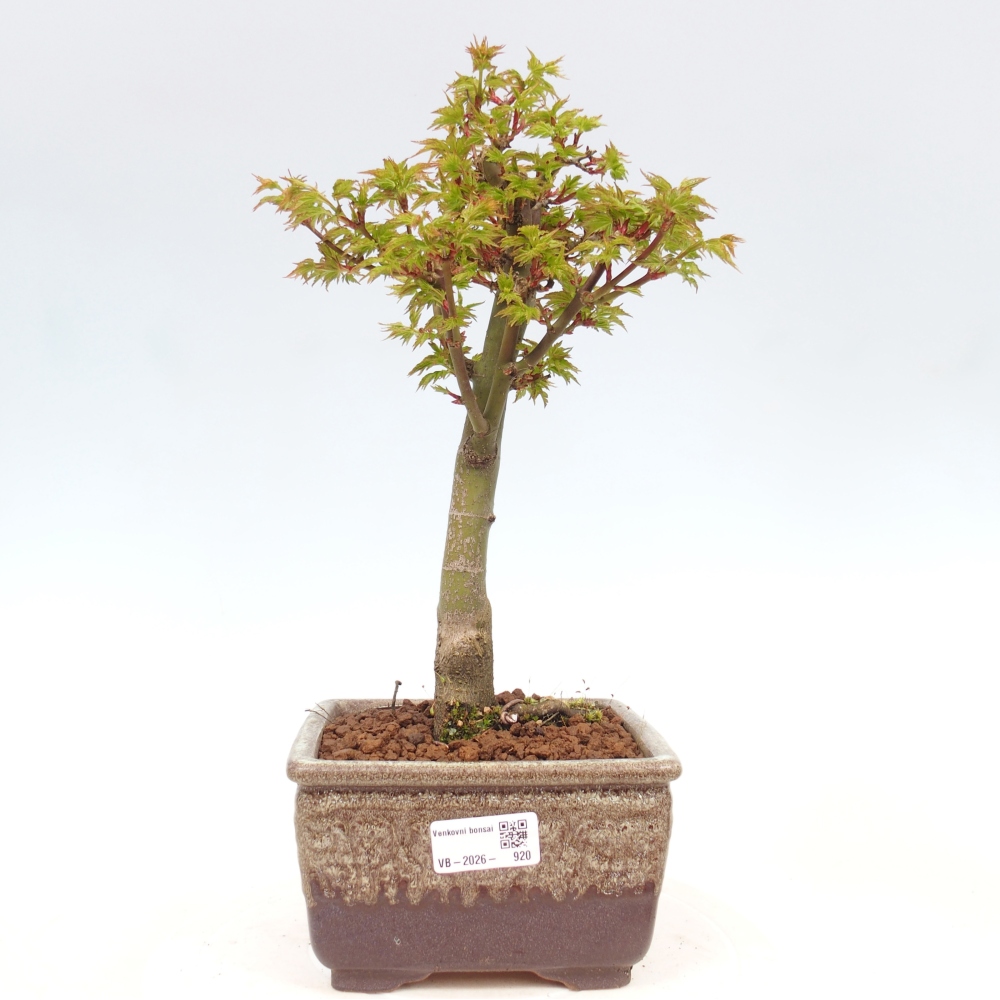 Outdoor bonsai -Javor palm Acer palmatum Shishigashira