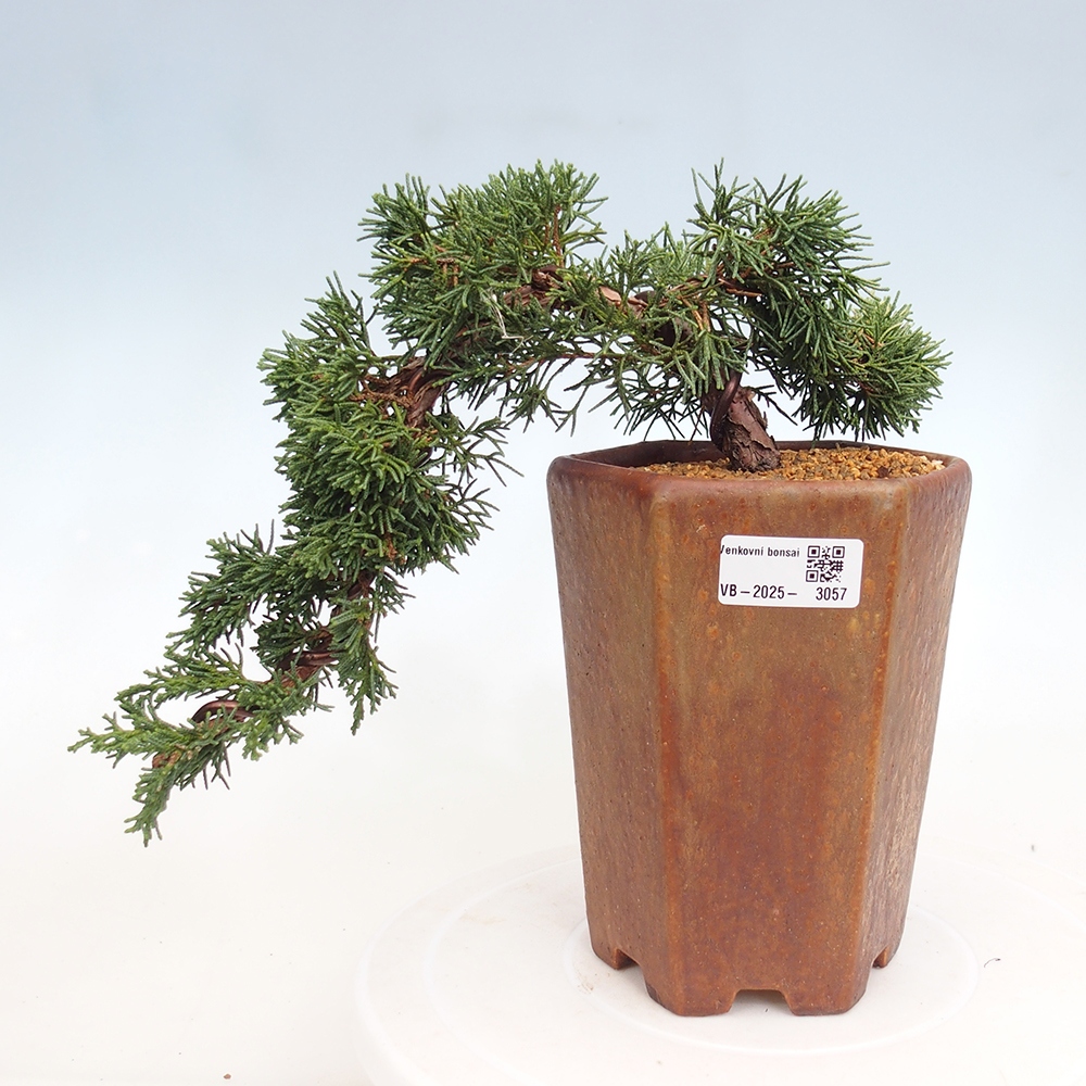 Outdoor bonsai - Juniperus chinensis Kishu - Chinese Juniper