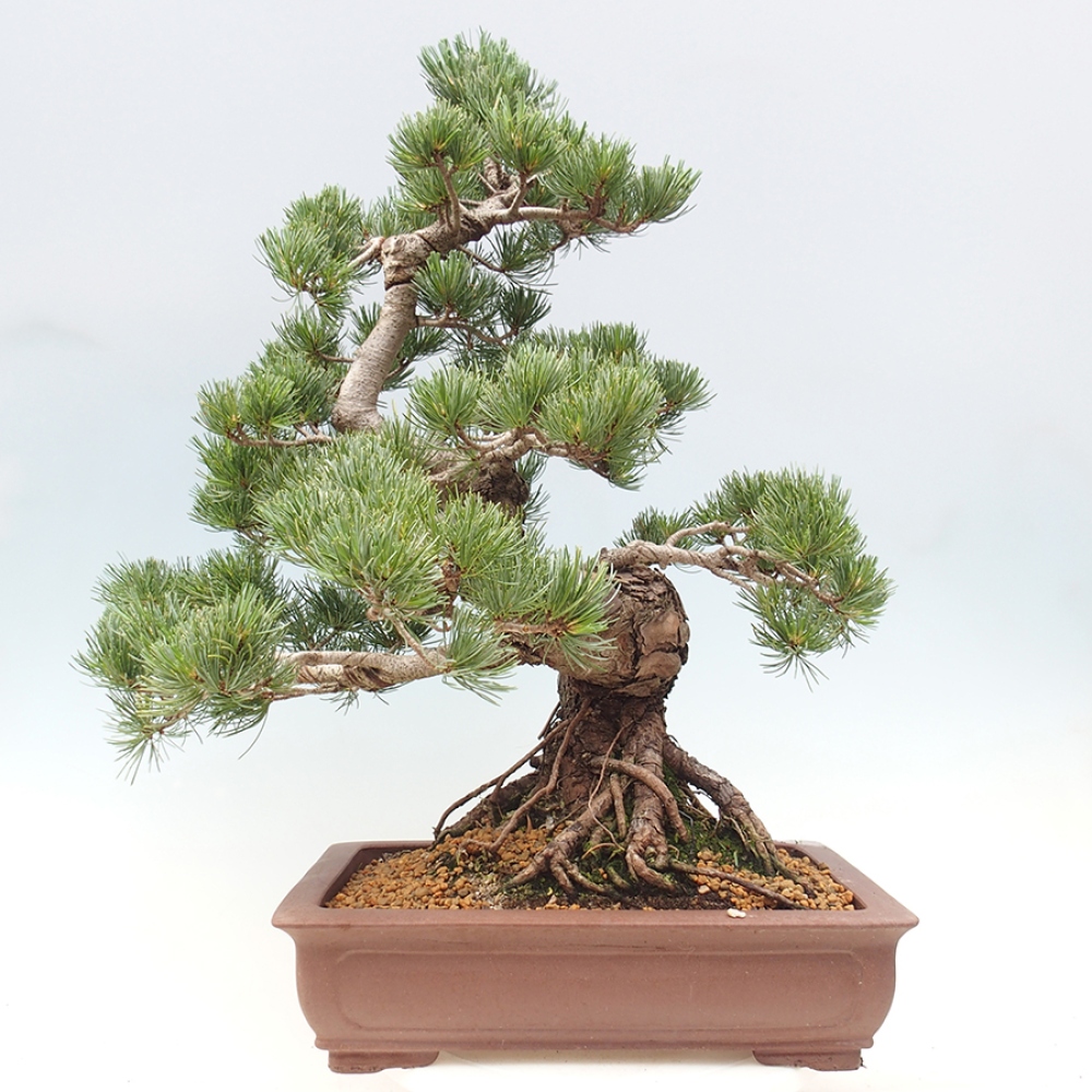 Outdoor bonsai - Pinus parviflora - Pinus parviflora