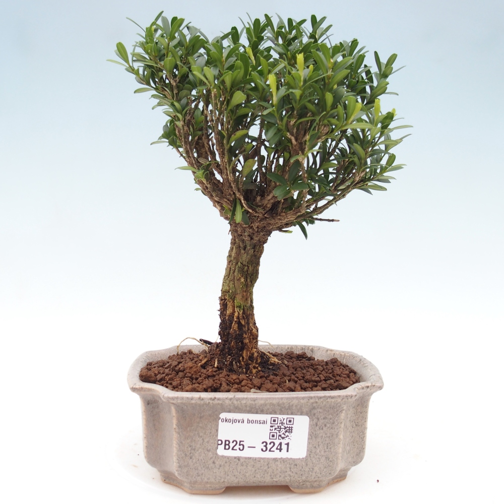 Room Bonsai - Buxus harlandii - Cork boxwood