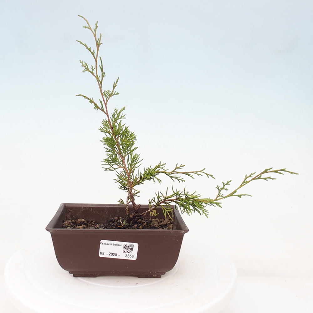 Outdoor bonsai - Juniperus chinensis Itoigawa - Chinese juniper