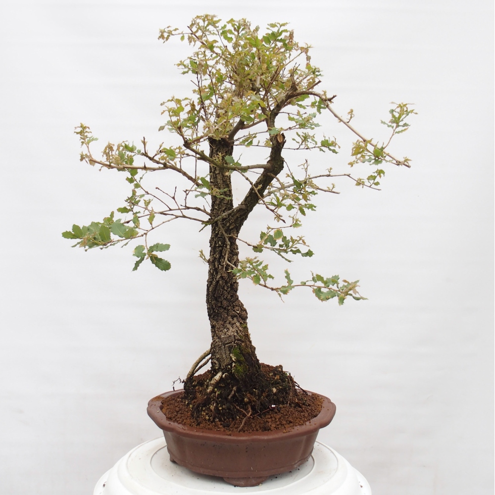 Yamadori - Quercus Ilex - Oak holly