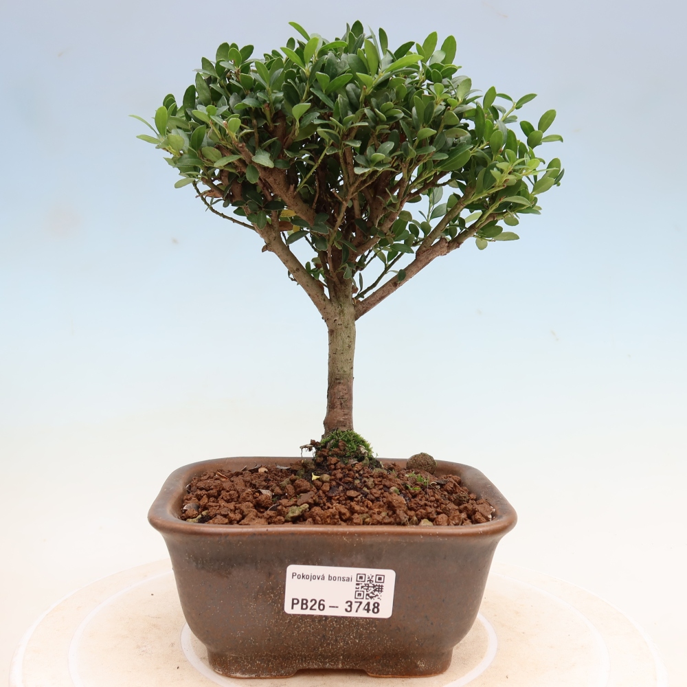 Room bonsai - Ilex crenata - Holly