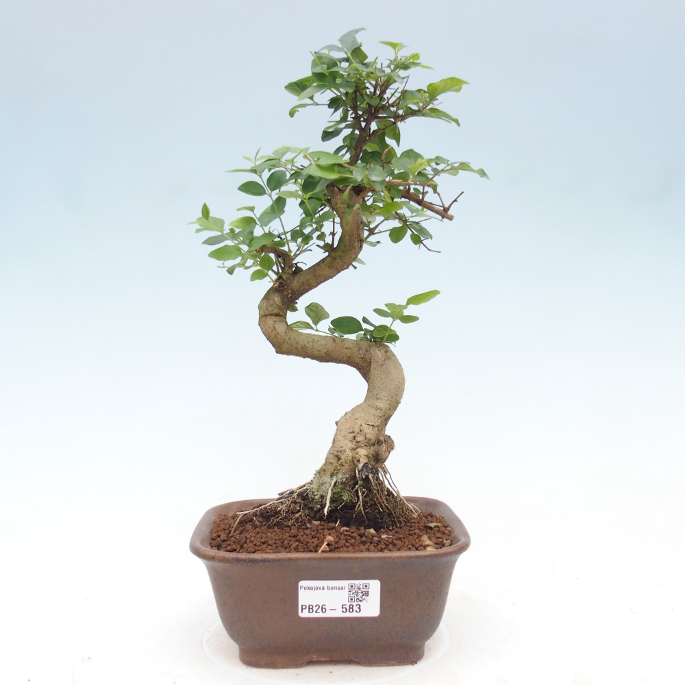 Room bonsai -Ligustrum chinensis - Birds Beak