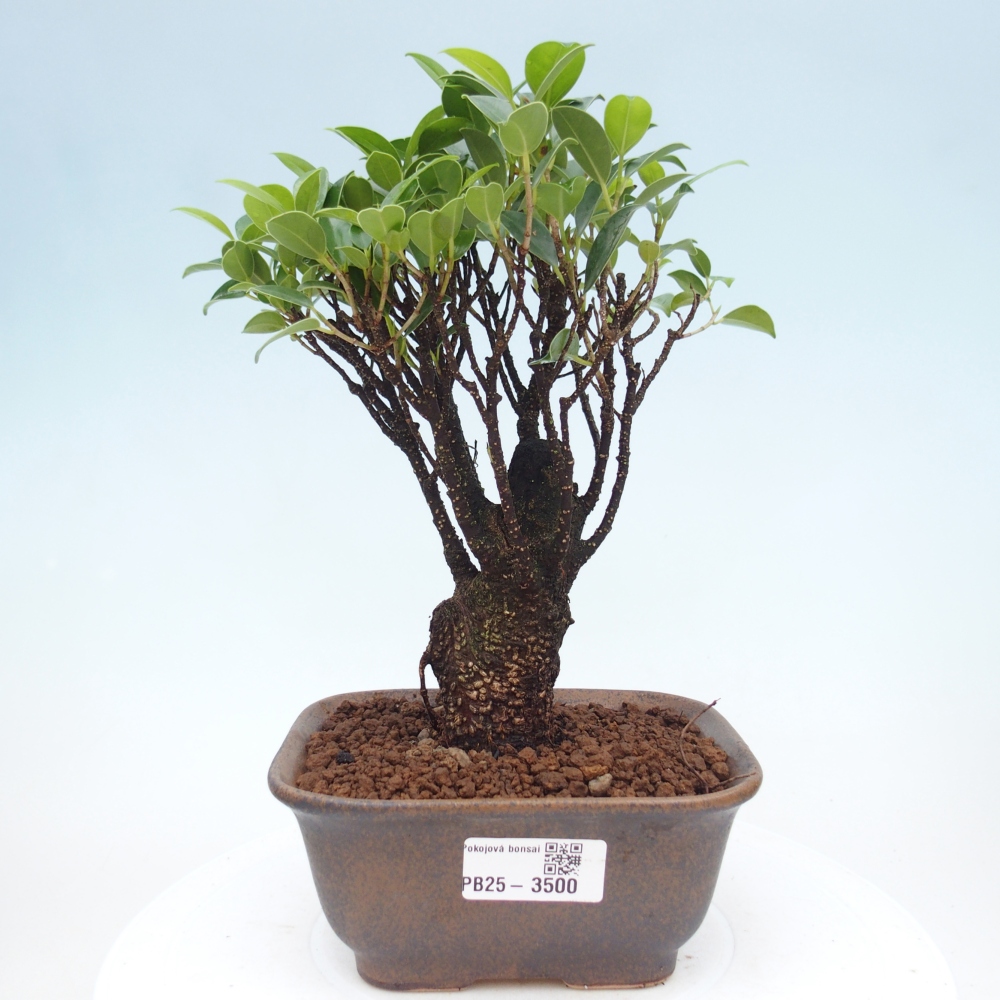 Room bonsai - Ficus retusa - small-leaved ficus