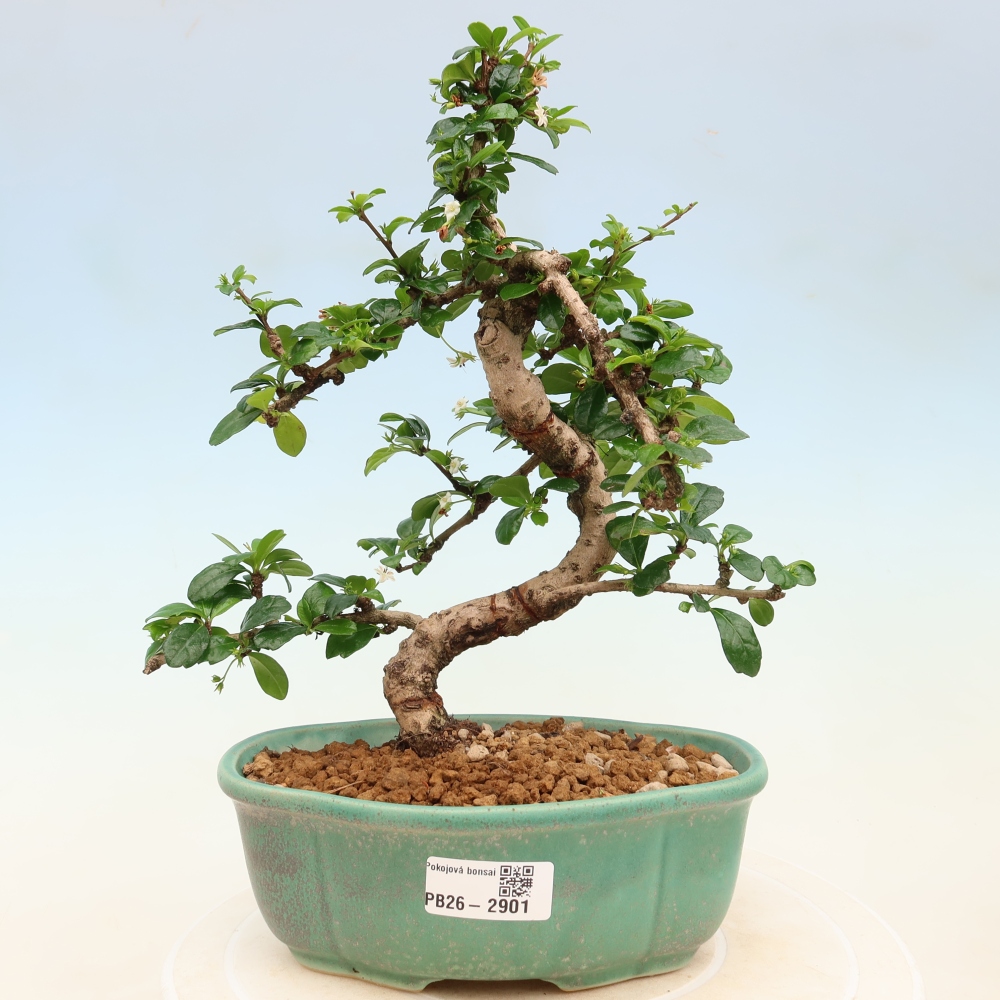 Room bonsai - Carmona macrophylla - Tea fuki
