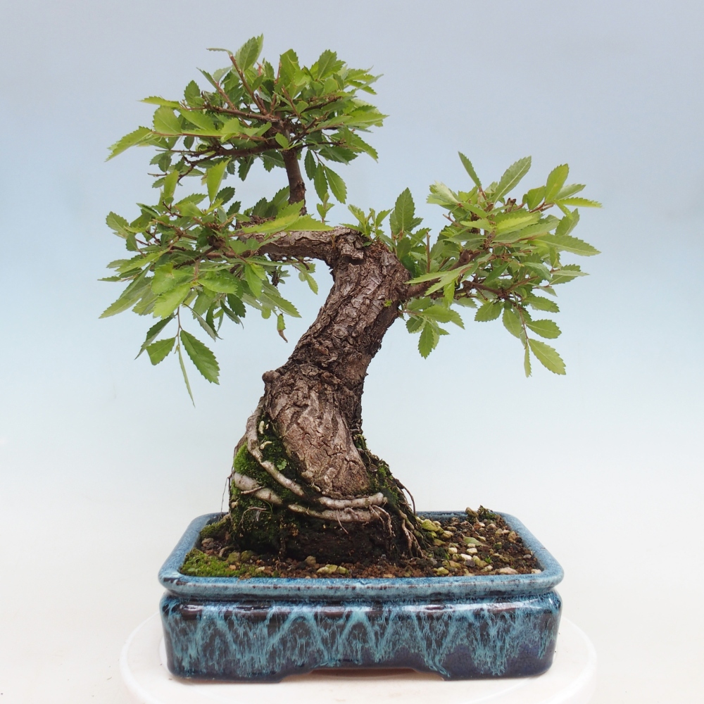 Outdoor bonsai - Zelkova - Zelkova NIRE