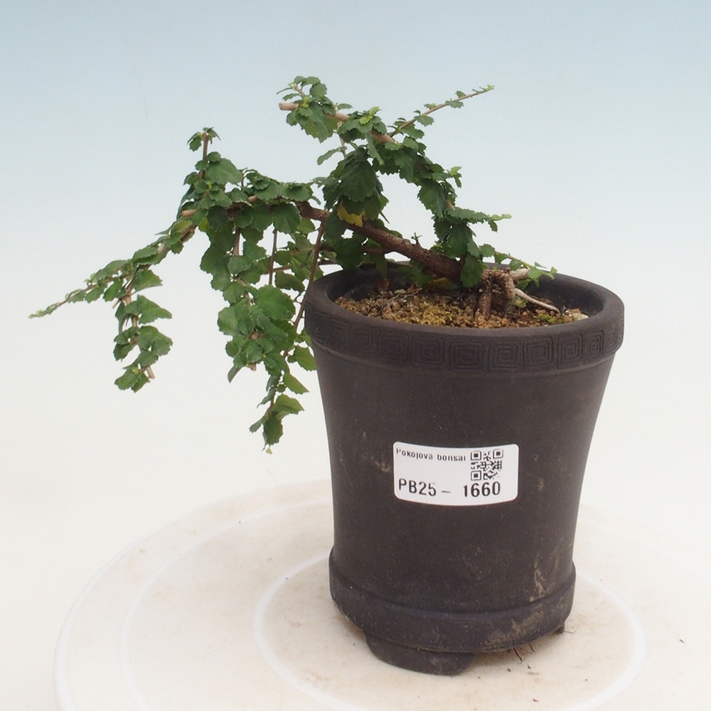 Indoor bonsai - Grewia sp. - Small-leaved Grewie