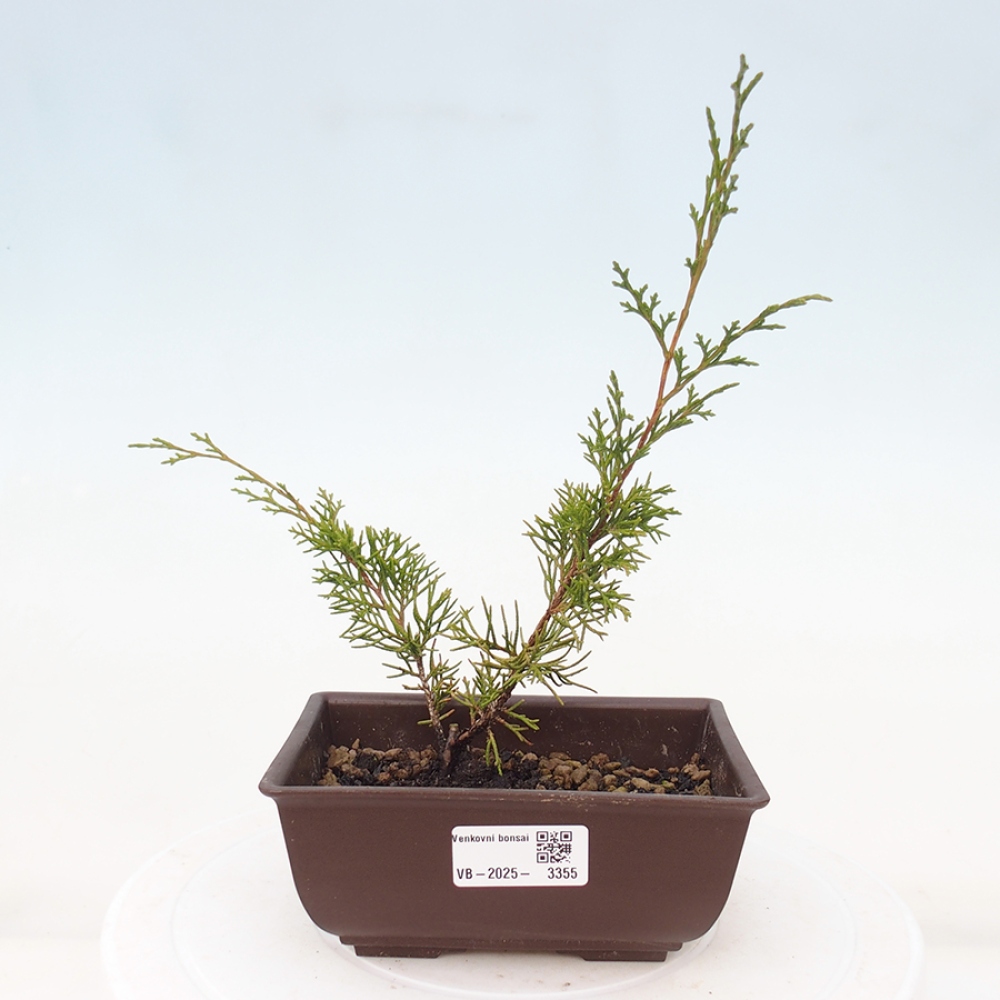 Outdoor bonsai - Juniperus chinensis Itoigawa - Chinese juniper