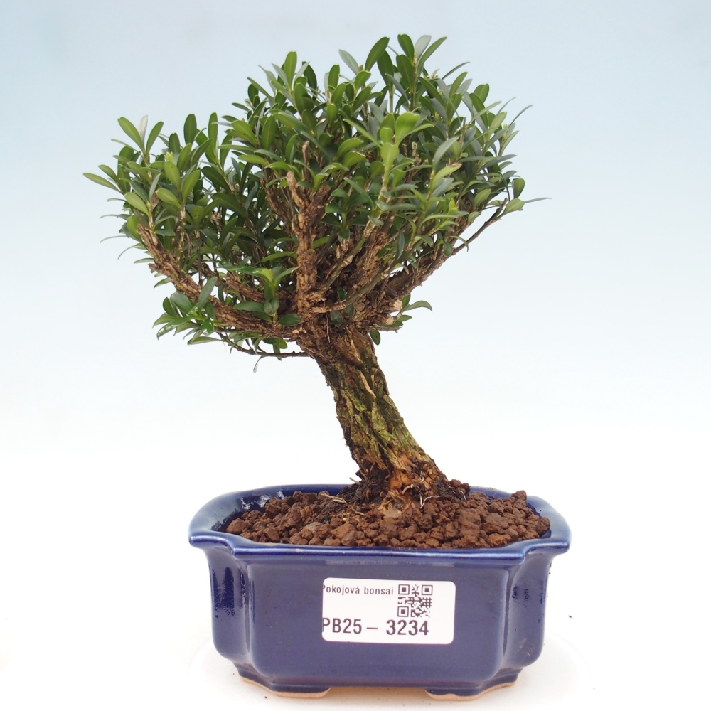 Room bonsai - Buxus harlandii - cork buxus