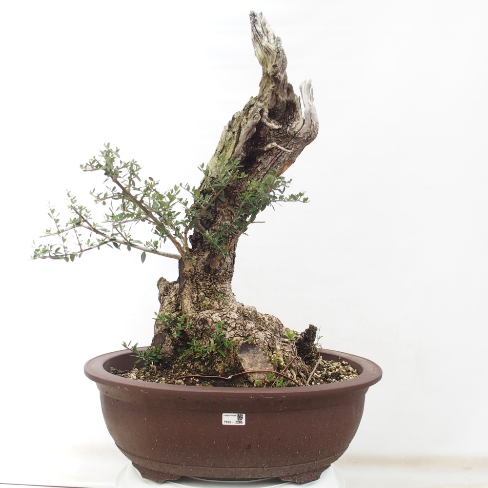 Indoor bonsai - Olea europaea sylvestris - European small-leaved olive oil