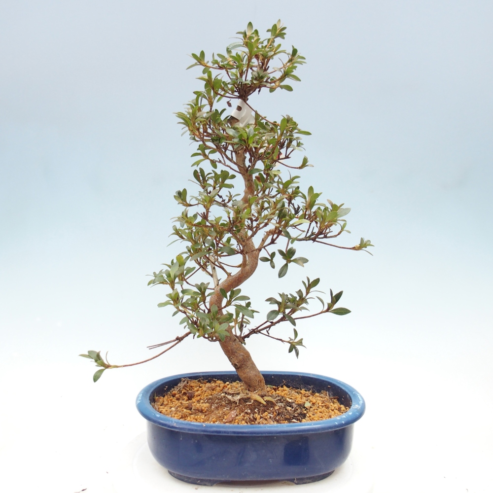 Outdoor bonsai - Japanese Azalea - Azalea Beniko