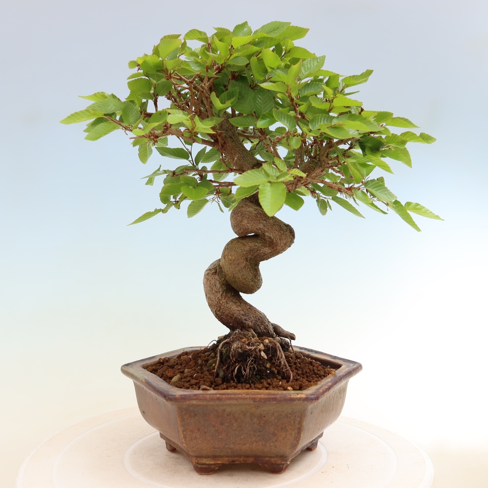 Outdoor bonsai -Carpinus coreana - Korean Hornbeam