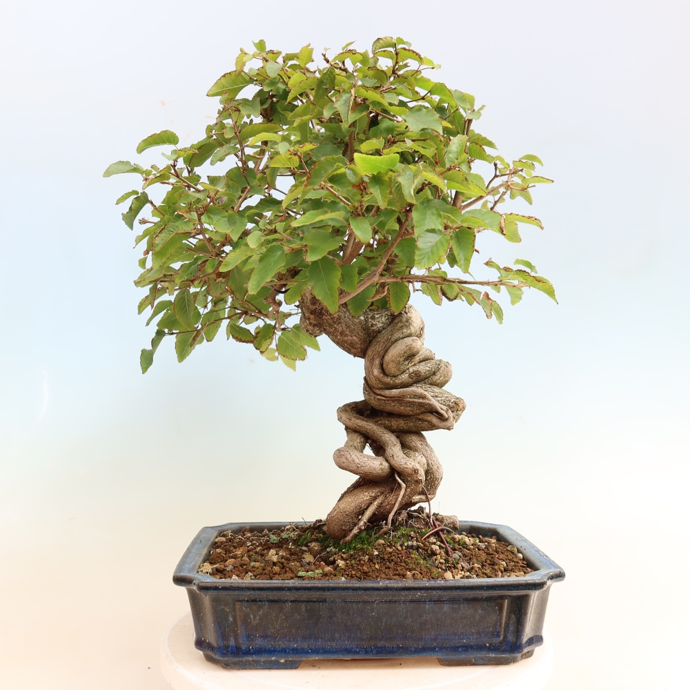 Outdoor bonsai -Carpinus CARPINOIDES - Korean Hornbeam