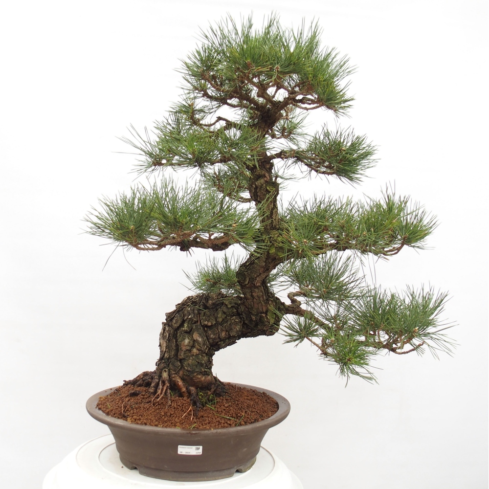 Outdoor bonsai - Pinus thunbergii - Thunberg pine
