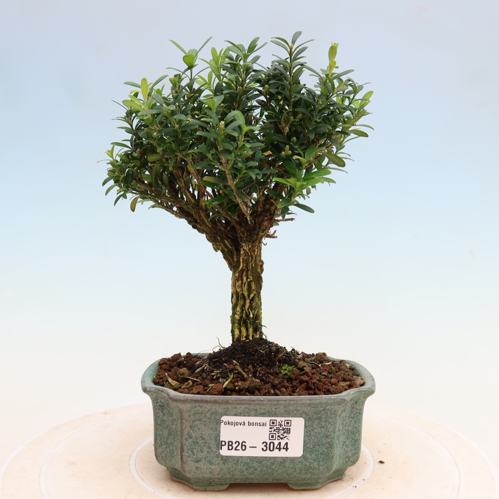 Room bonsai - Buxus harlandii - cork buxus