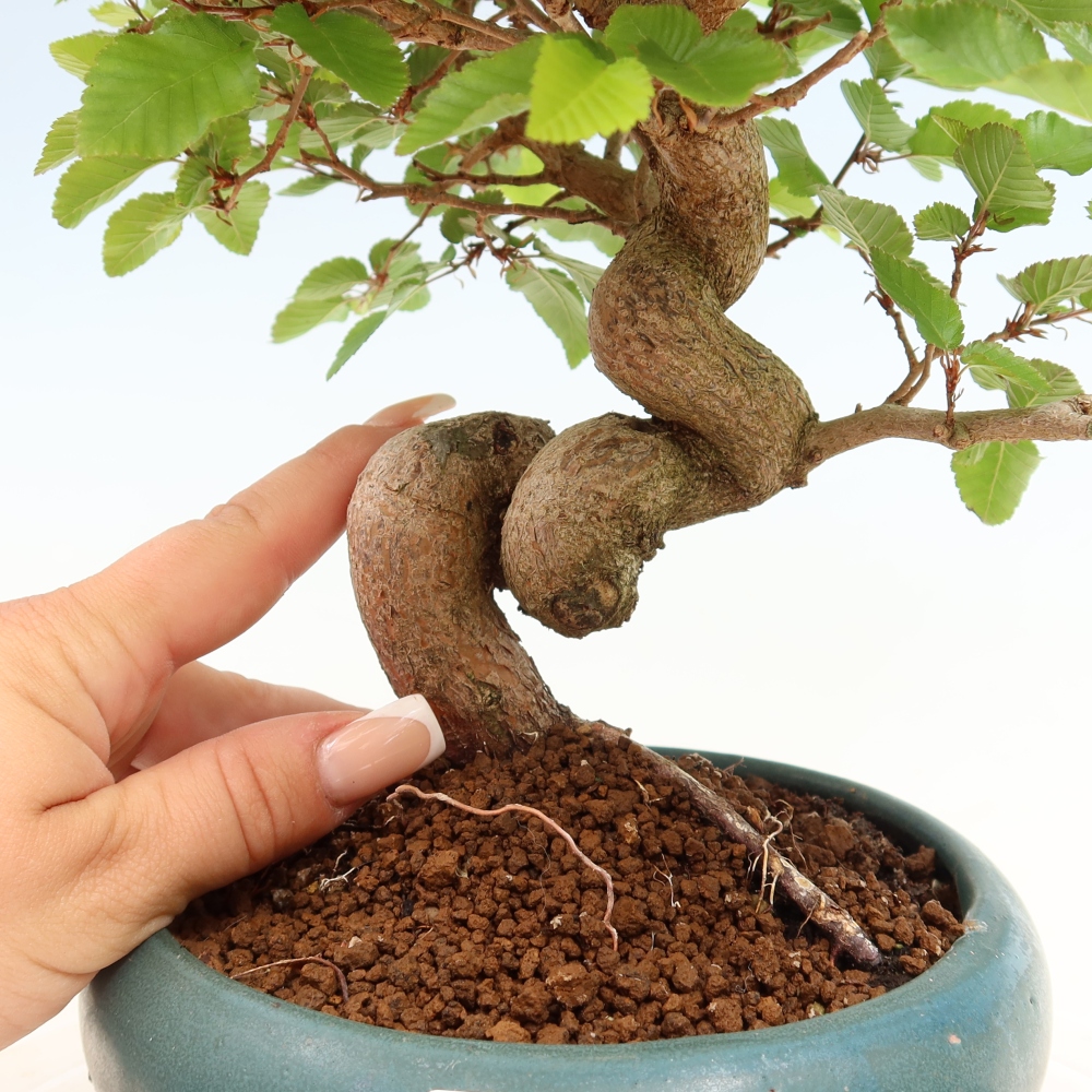 Outdoor bonsai -Carpinus coreana - Korean Hornbeam