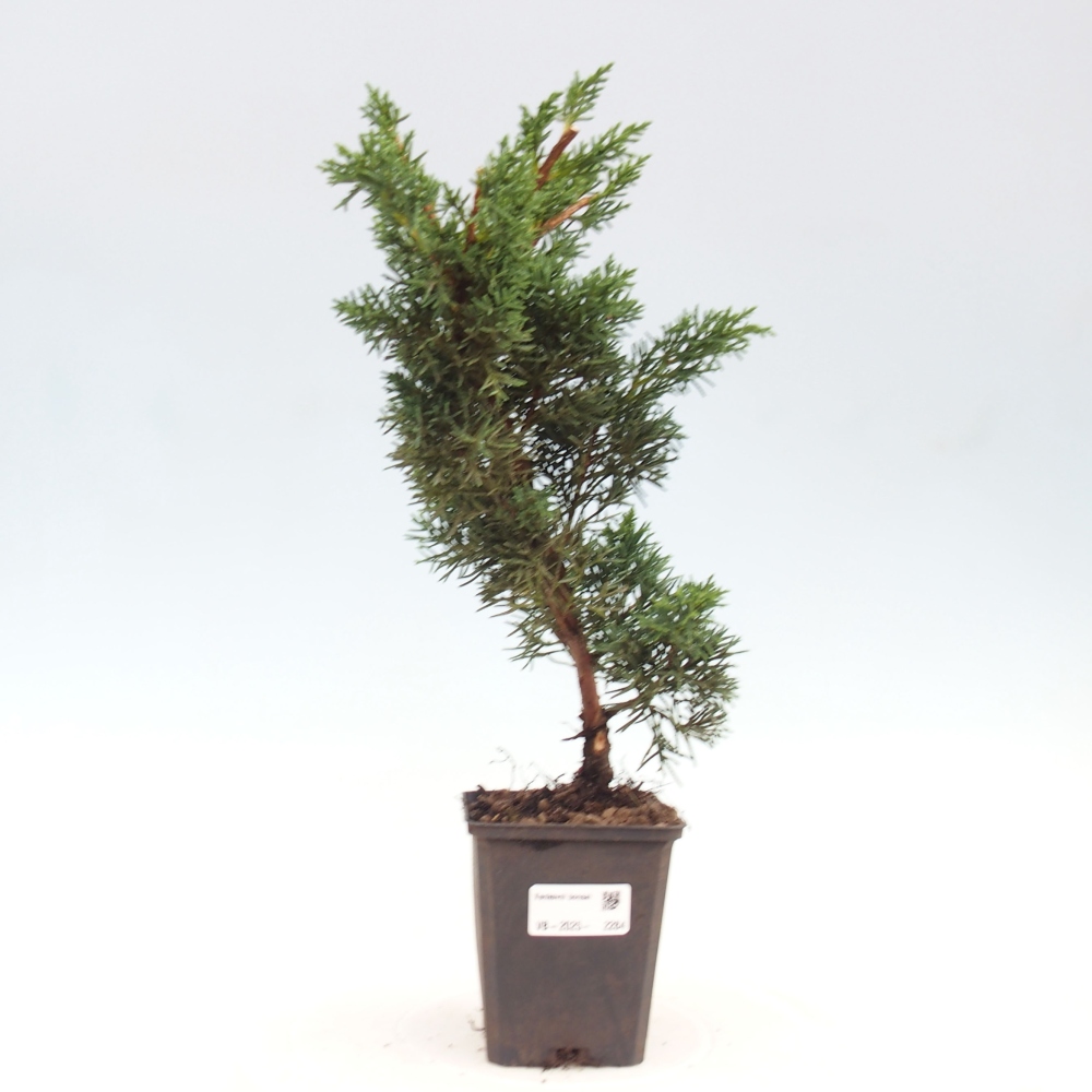 Outdoor bonsai - Juniperus chinensis Kishu - Chinese juniper