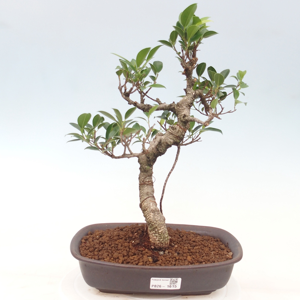 Indoor bonsai - Ficus kimmen - small-leaved ficus