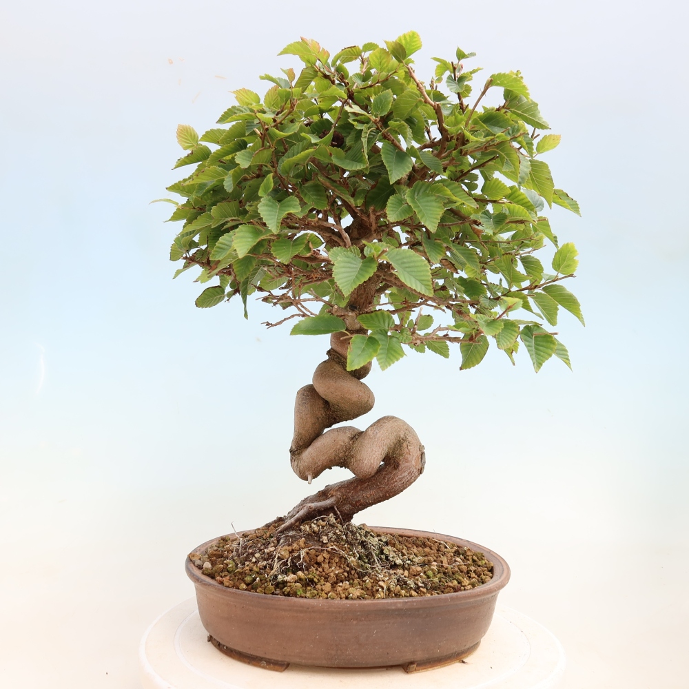 Outdoor bonsai -Carpinus CARPINOIDES - Korean Hornbeam