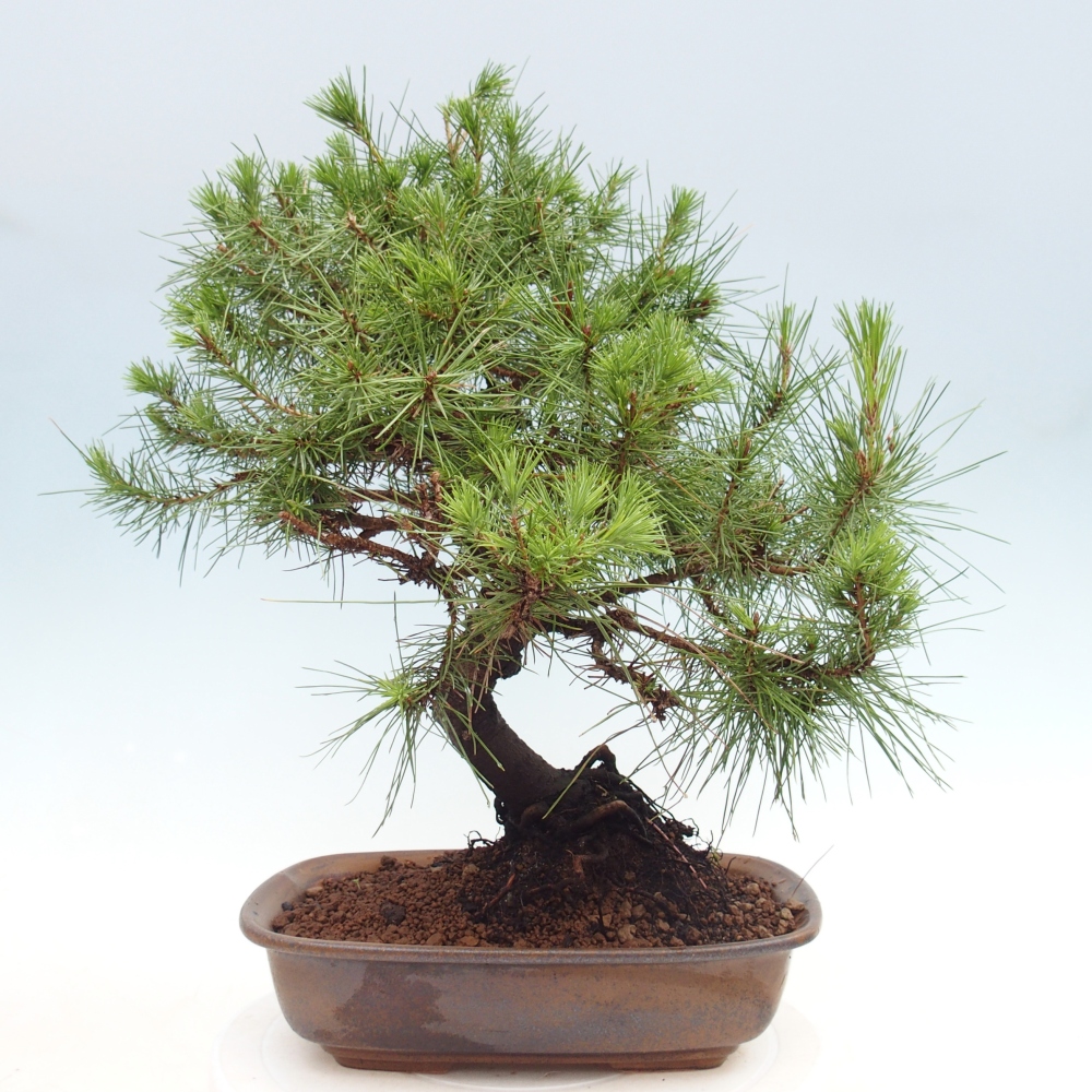 Room bonsai-Pinus halepensis-Pine of Aleppo