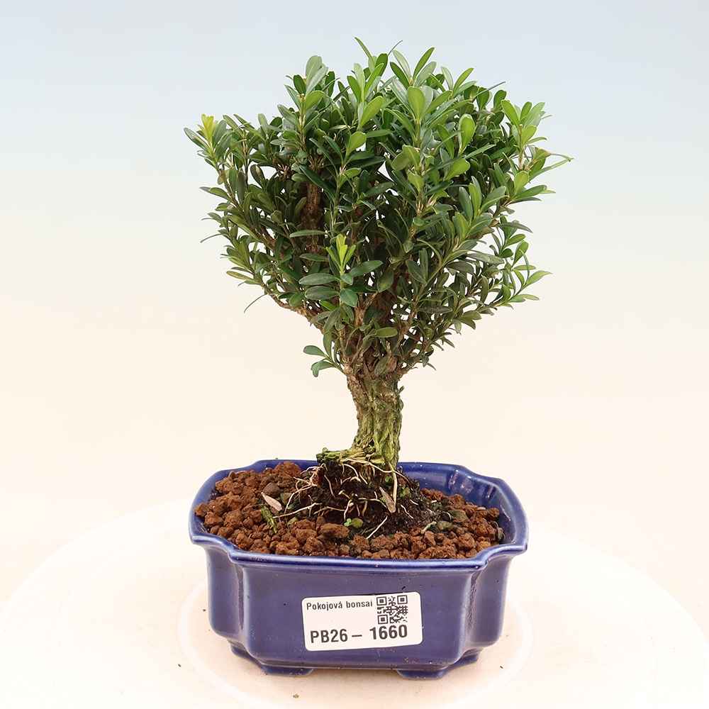 Room bonsai - Buxus harlandii - cork buxus